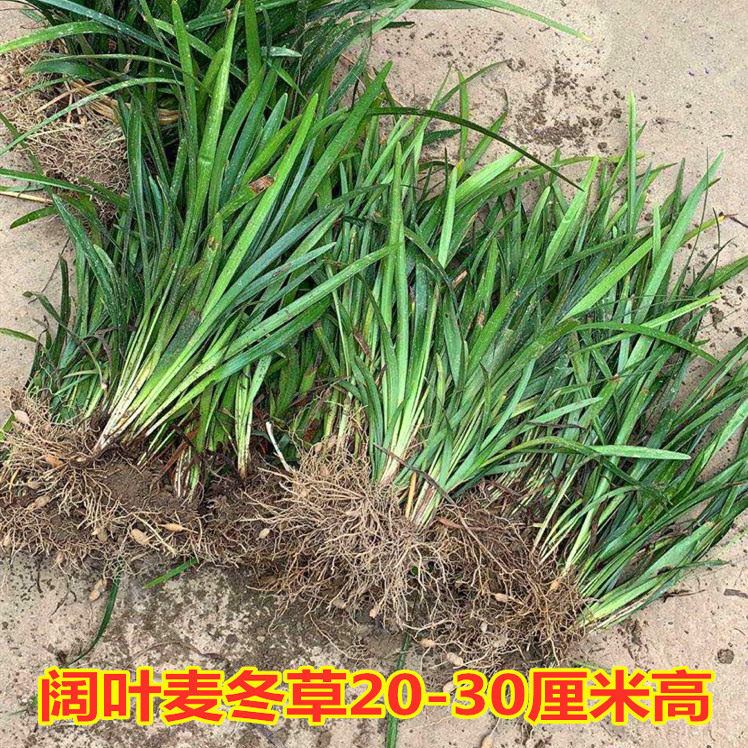麦冬草四季常青草皮坪免修剪耐寒图片