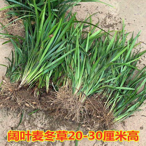 麦冬草四季常青草皮坪免修剪耐寒