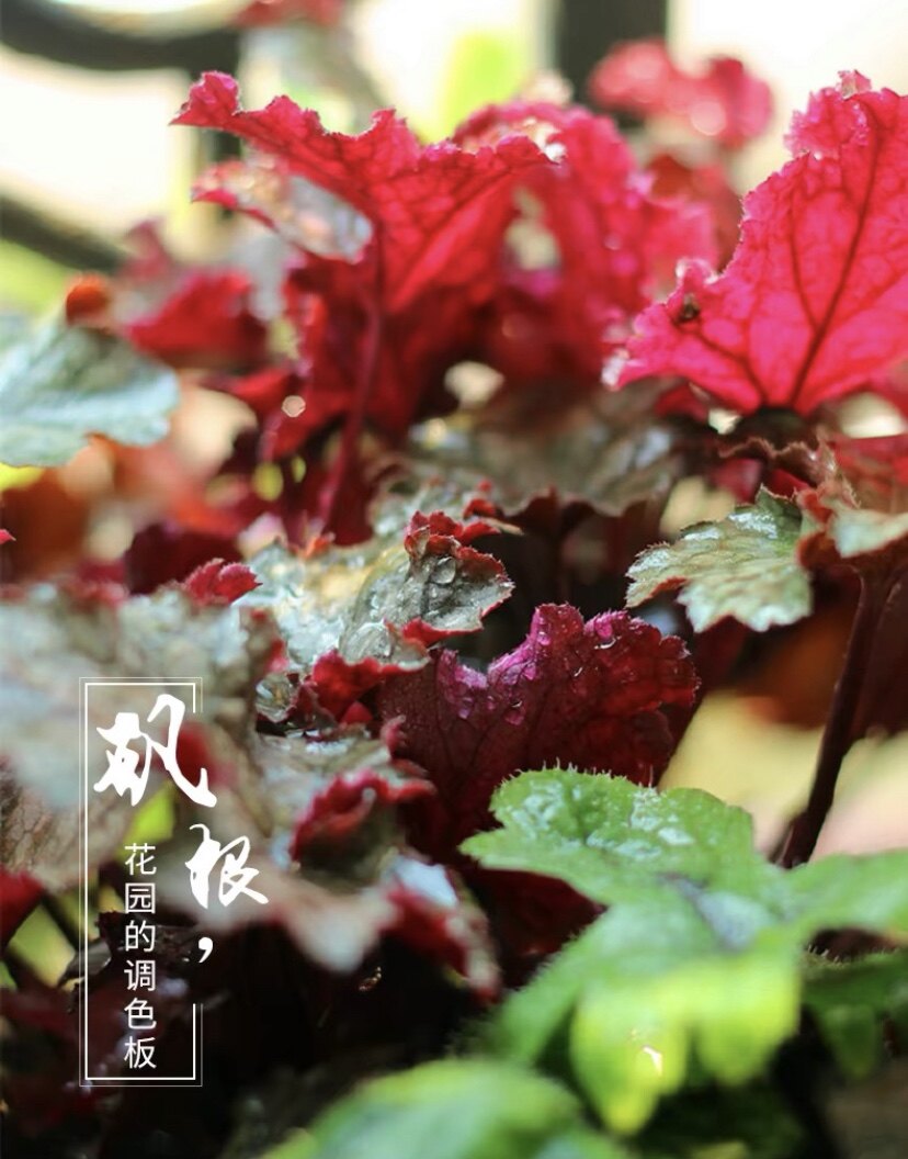 矾根彩色常青植物耐寒