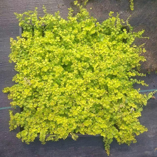 花镜彩色植物金叶过路黄金红景天小球玫瑰花叶络石火焰南天竹盆栽