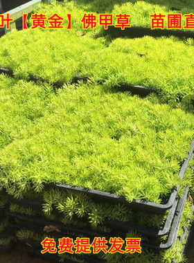 花镜地被植物草皮草皮中华景天金叶过路黄金佛甲草金莎曼姬岩垂草