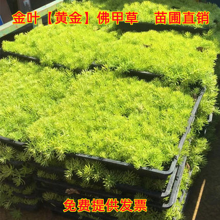 花镜地被植物草皮草皮中华景天金叶过路黄金佛甲草金莎曼姬岩垂草