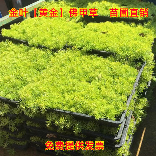 庭院草坪皮中华景天佛甲草过路黄