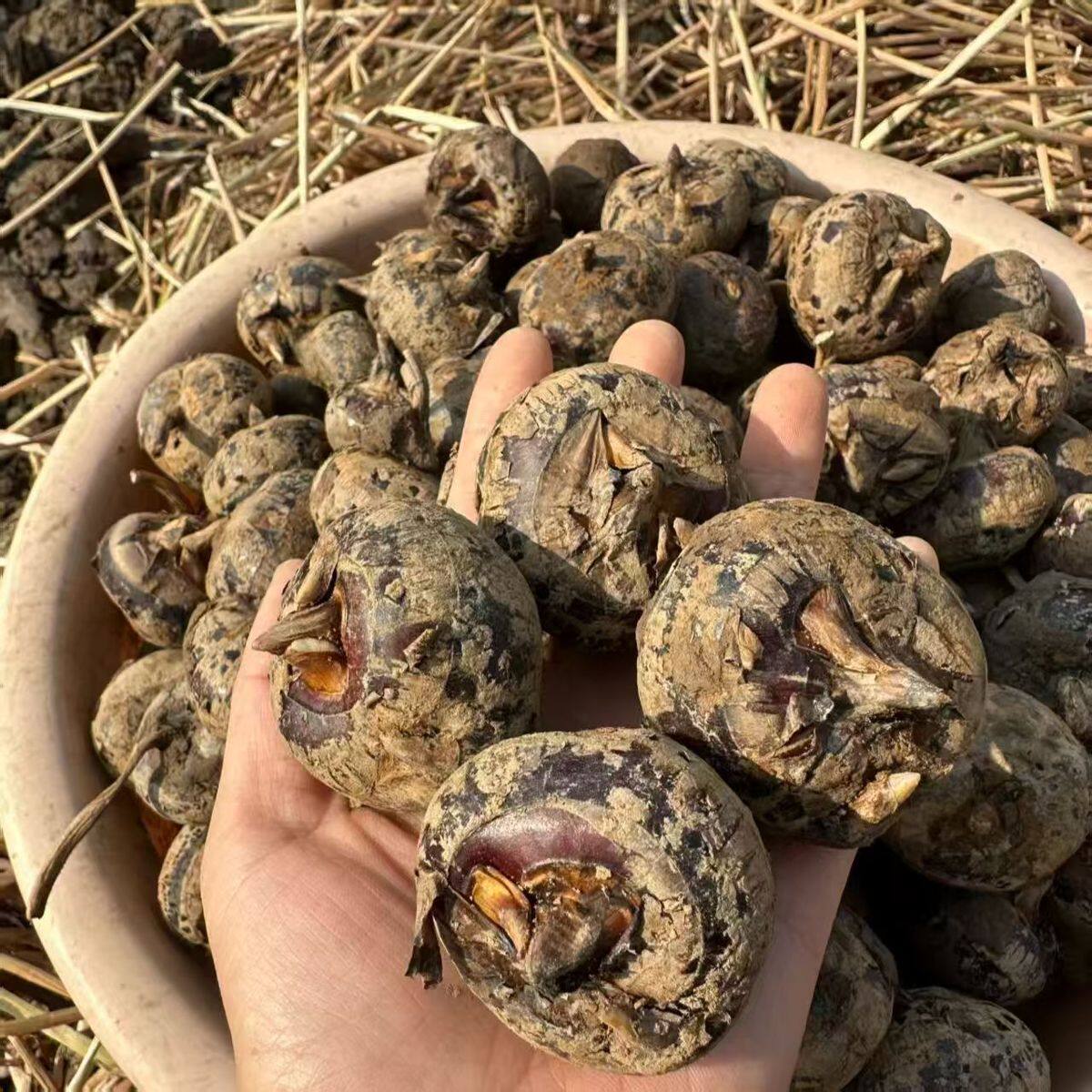 广东新鲜荸荠马蹄清甜脆多汁无渣水果蔬菜农家自种食用农产品