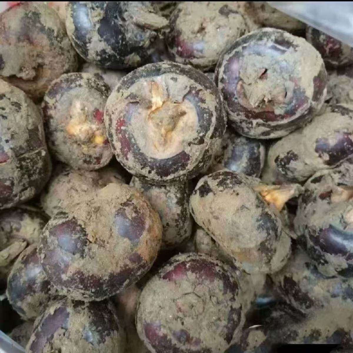 新鲜现挖马蹄荸荠特大果广东农家自种食用清甜多汁无渣农产品