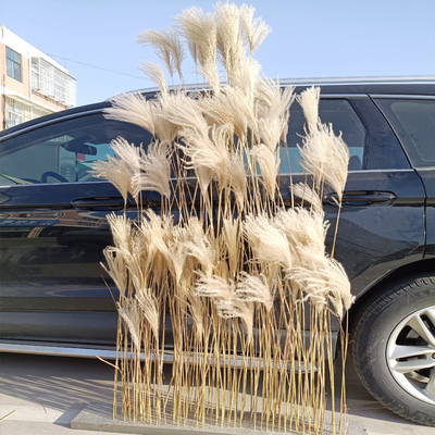天然芦苇干花永生花束橱窗装饰摆件芦苇花拂尘花麦穗干花婚庆道具