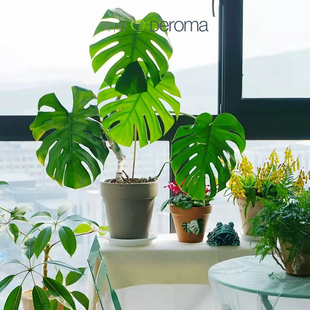 Deroma 北欧设计宽边高瘦盆系列轻奢复古室内家居陶土花盆 帝罗马