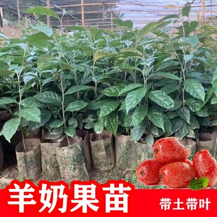 德甜羊奶果树苗纯甜大果南北方种植果树特大二号羊奶果带土杯带叶
