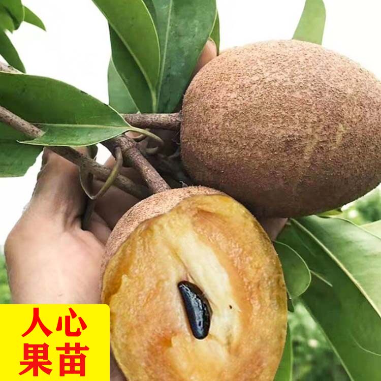 人心果苗四季结果盆栽地栽带土叶