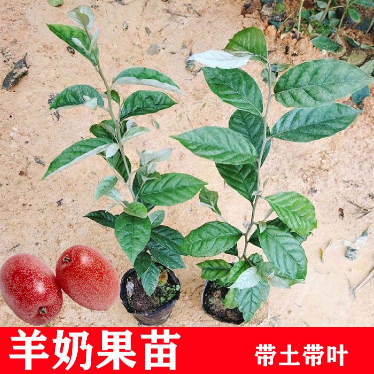 德甜二号羊奶果苗纯甜果子特大多汁耐寒南北方盆栽地栽带土带叶发