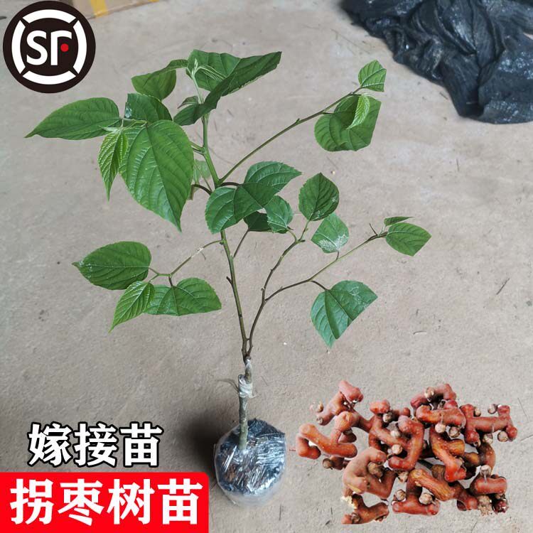 拐枣苗树嫁接万寿果苗鸡爪梨苗金钩子南北方种植庭院地栽带土带叶