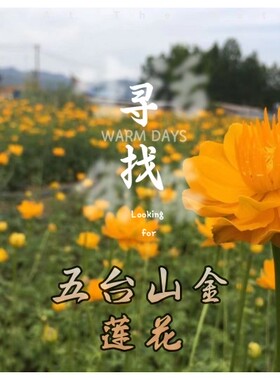 五台山文殊花金莲花苗当年开花庭院寺院观赏35.88元50颗包邮
