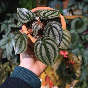 西瓜皮椒草麒麟盆栽草植物送礼室内瓜好养甲醛ins吸园艺植懒人