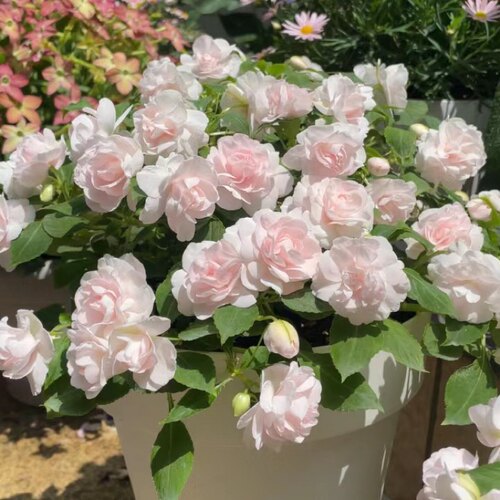 重瓣非洲凤仙水梅花盆栽耐寒易爆盆四季花卉