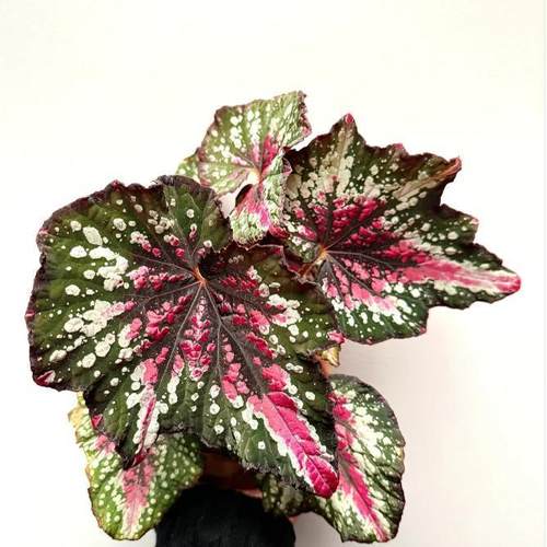 圣尼克秋海棠蟆叶类  室内网红盆栽丝型福寿植物鸟观叶赏花盆栽花