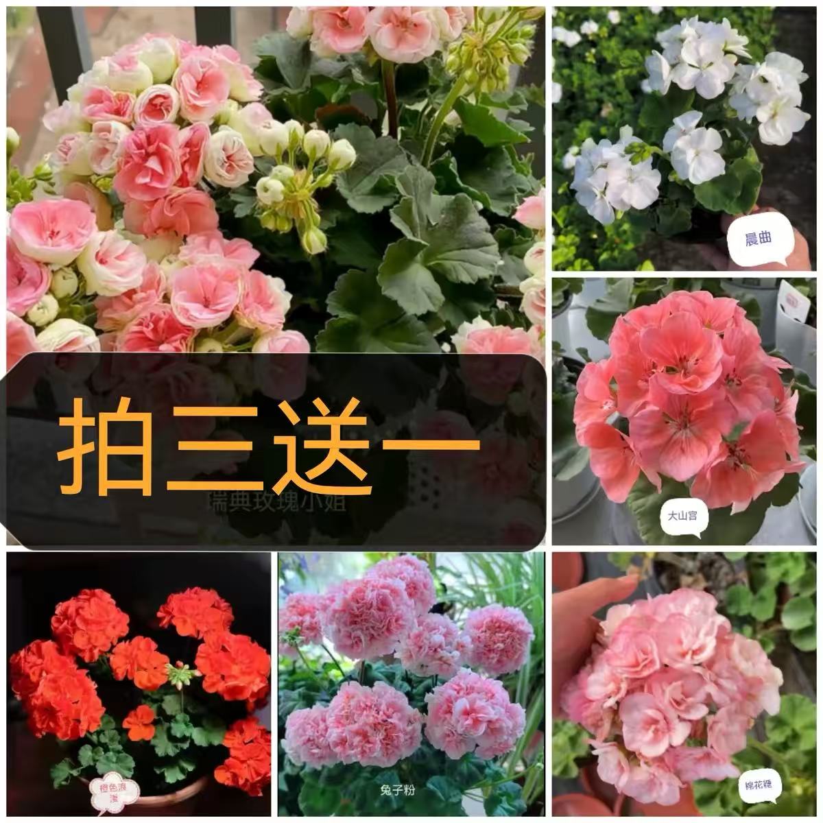 红玫瑰垂吊花苗玫瑰天竺葵小苗四季重瓣夏日盆栽夏日勤花开花