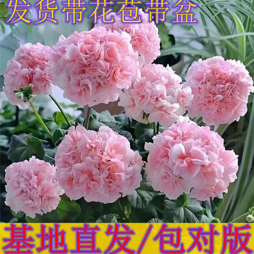 天竺葵花苗重瓣四季带花苞发货