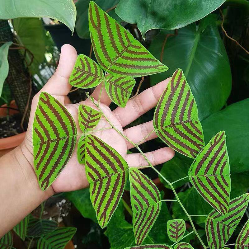 飞机蝴蝶草 蝙蝠草进口植物热带网红稀有绿植室内阳台净化空气