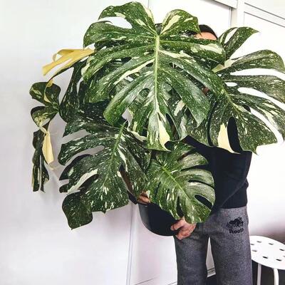 【新绿】（洒金龟背竹）白锦黄锦天南星科室内观叶白龟盆栽短茎