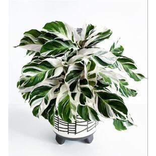 白油画竹芋荷兰进口绿植物北欧ins花卉观叶客厅阳台室内盆栽