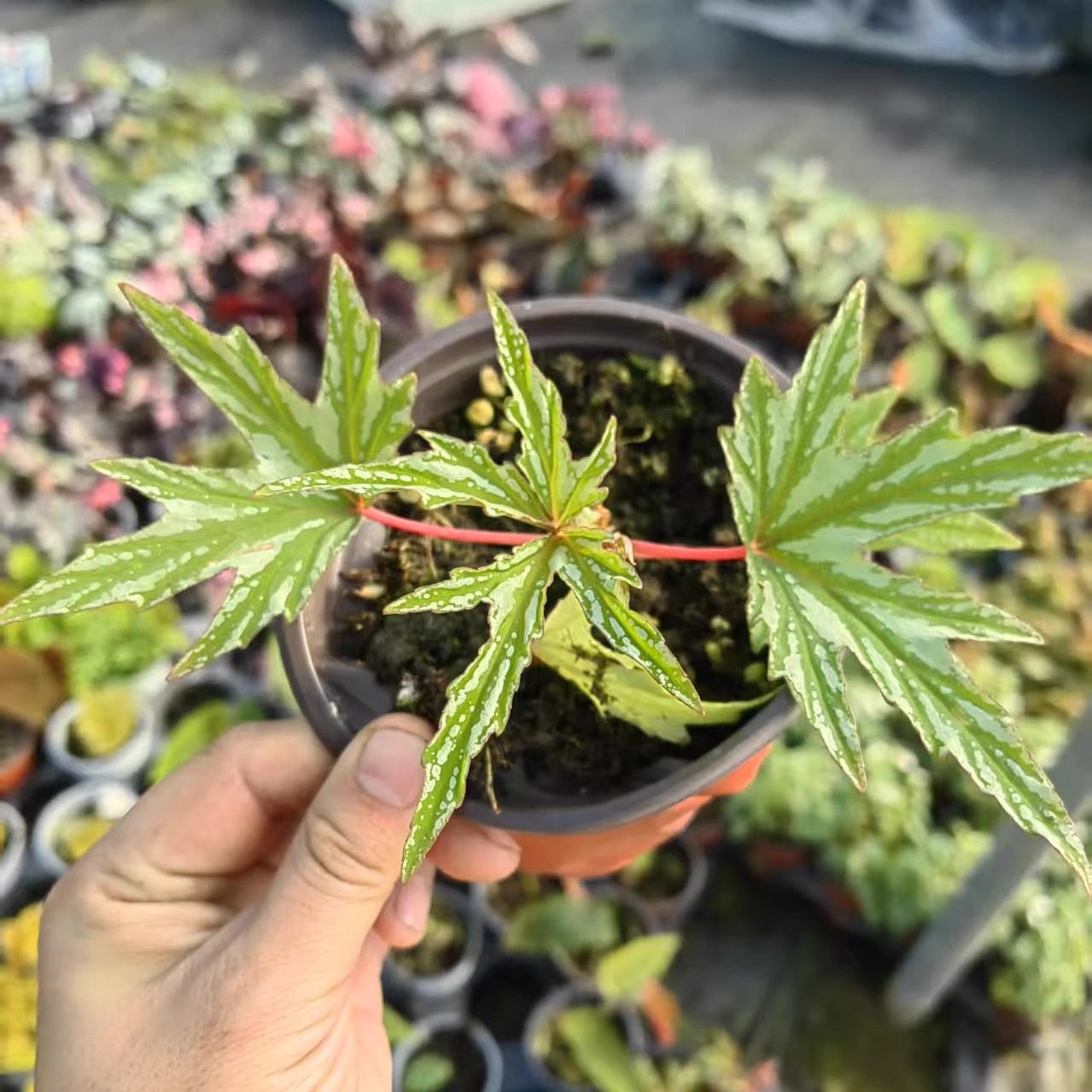 蜻蜓秋海棠竹节类阳台室外室内客厅桌面绿植盆栽观叶赏花植物