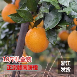 正宗赣南脐橙大果普通装 礼盒装十斤装 10斤