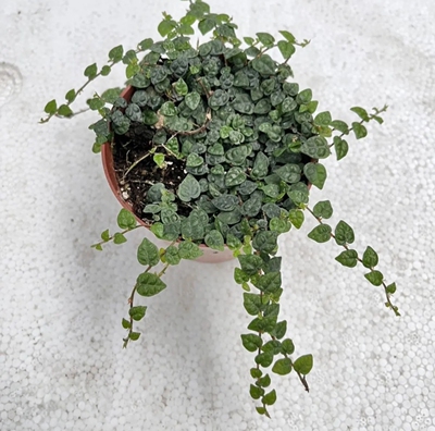 薜荔树苗霹雳果凉粉果树苗雨林缸藤蔓攀爬造景室内观叶绿植物盆栽