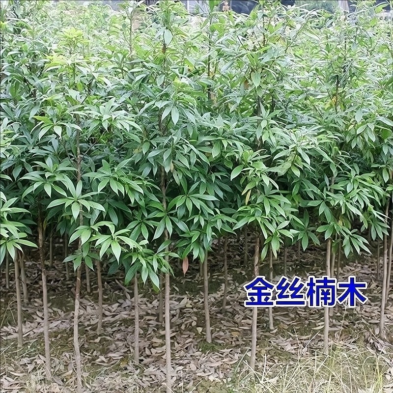 四川正宗金丝楠木苗楠木树苗
