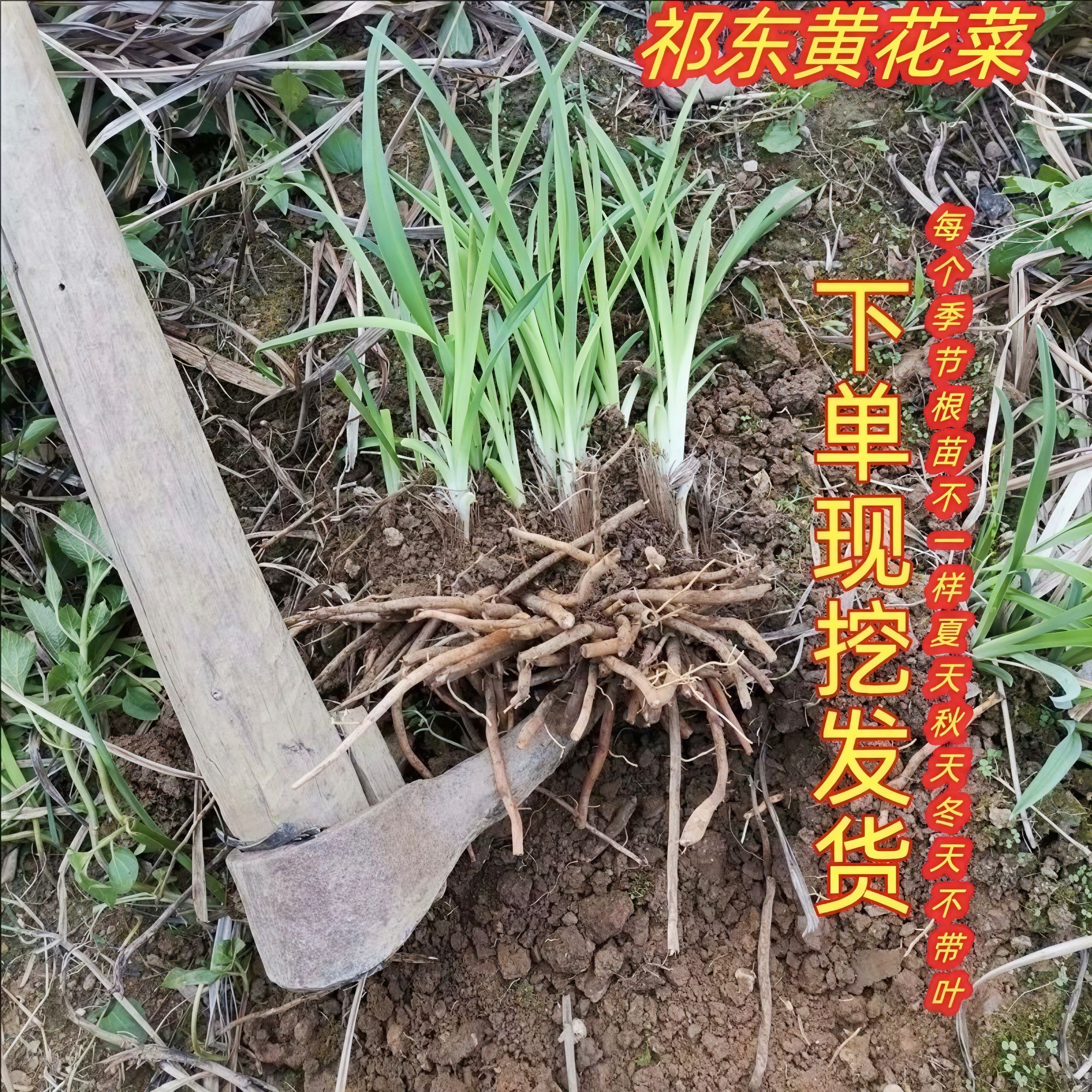 黄花菜种苗子金针菜四季可种高产