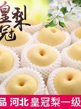 河北正宗皇冠梨子新鲜10斤水果鸭梨雪梨砀山梨翠冠梨当季整箱