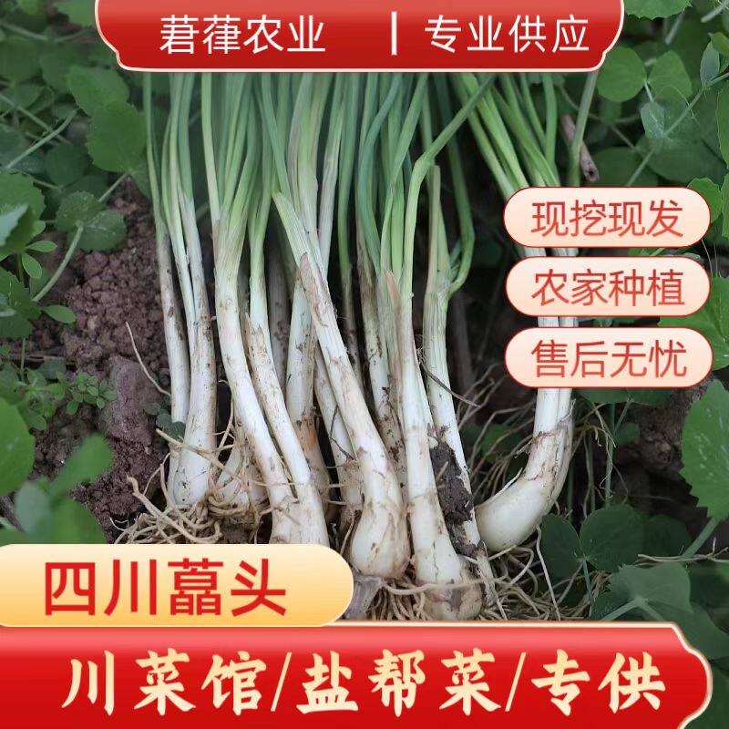 生鲜藠头现挖茭头新鲜荞头叫头