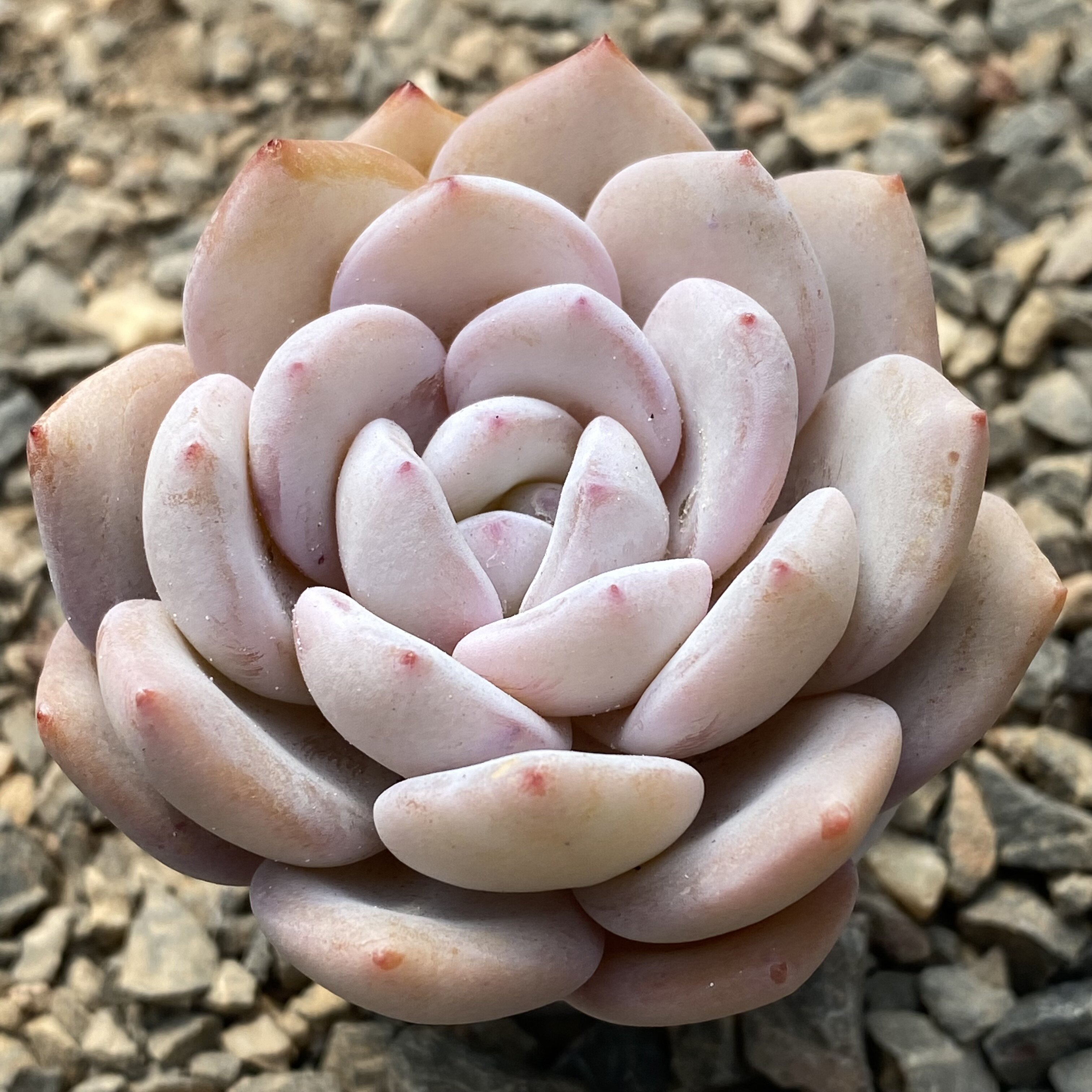 a-1555 梦露雪莲杂交新品,抗性好不易化水,多肉植物花陌派云南
