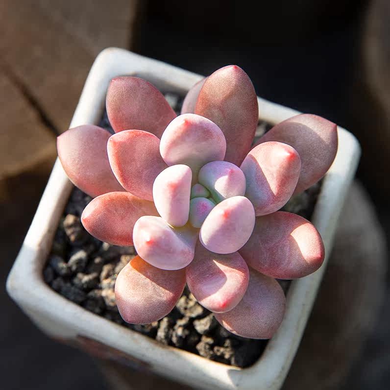 美人指杂交新品多肉植物小盆栽超萌肉肉植物办公室高端精品花陌派