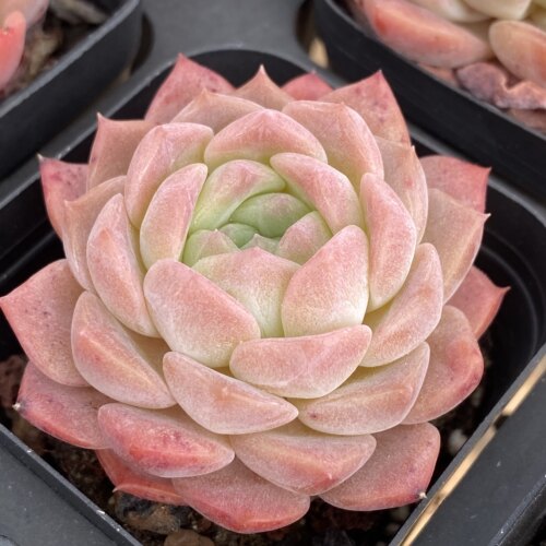 A-1399 多肉植物月影杂交新品花陌派云南精品肉肉植物新手好养