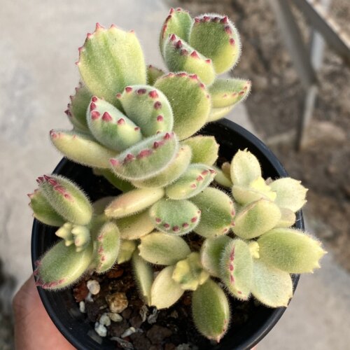 胭脂熊 群生老桩超萌多肉植物花陌派云南精品肉肉办公室阳台绿植