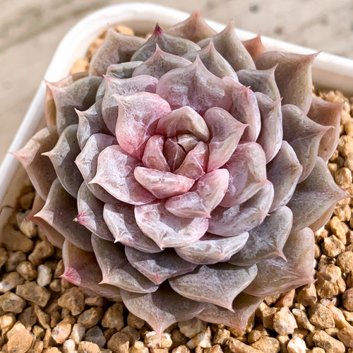 玛丽贝尔 可能是糖芯多肉最老的鼻祖品种，经典皮实好养多肉植物