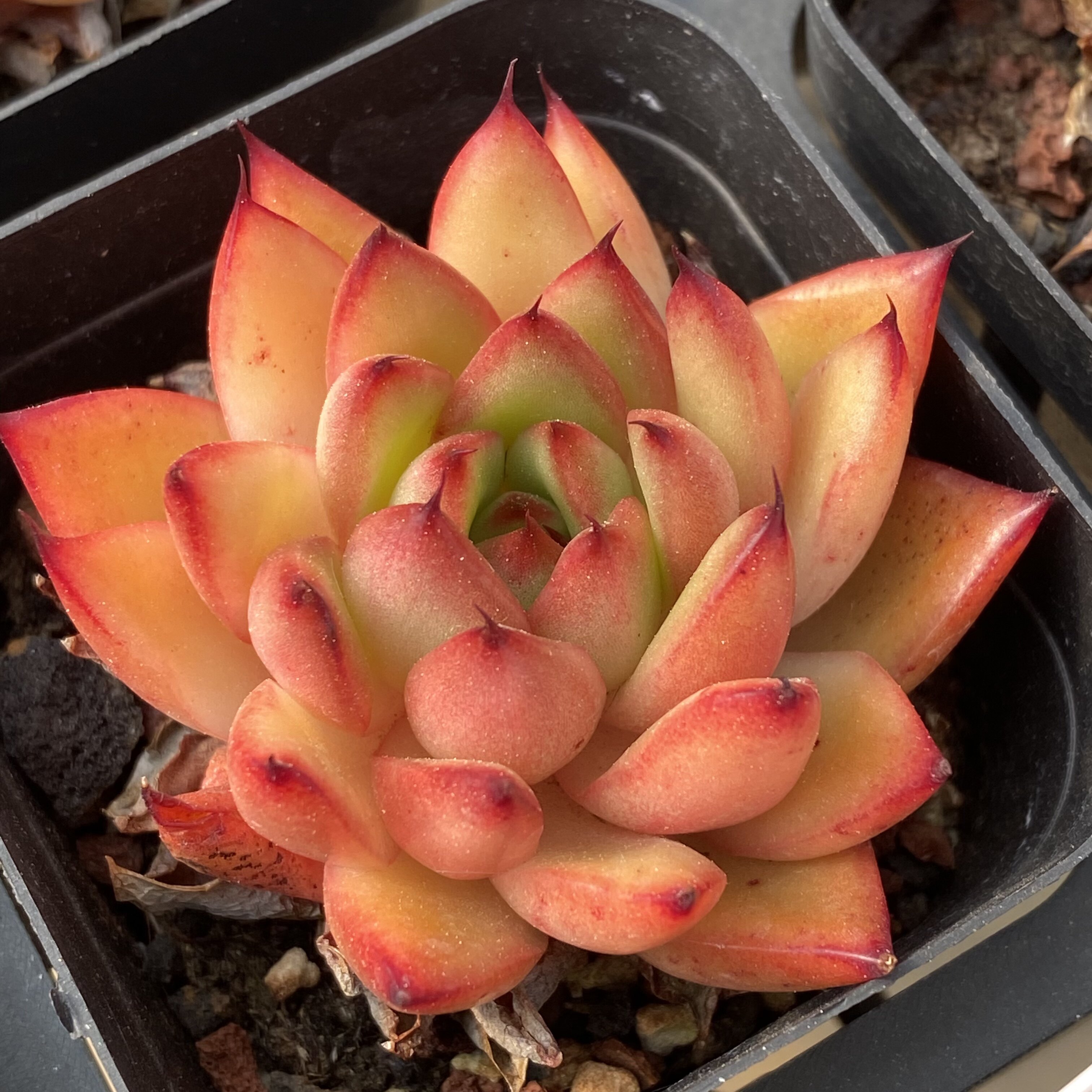 a-479 多肉植物冬云杂交新品,带红边,花陌派云南精品多肉