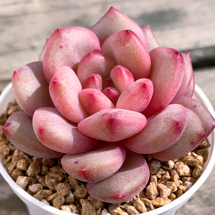 凌雪 多肉植物办公室阳台精品高端肉肉植物小盆栽花陌派云南多肉