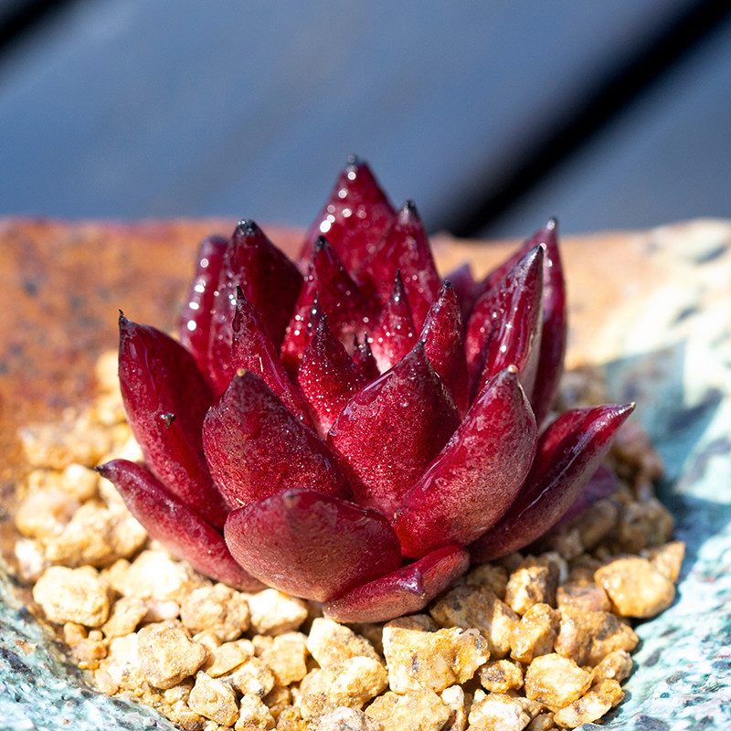 多肉植物冬云价格 多肉植物冬云图片 星期三