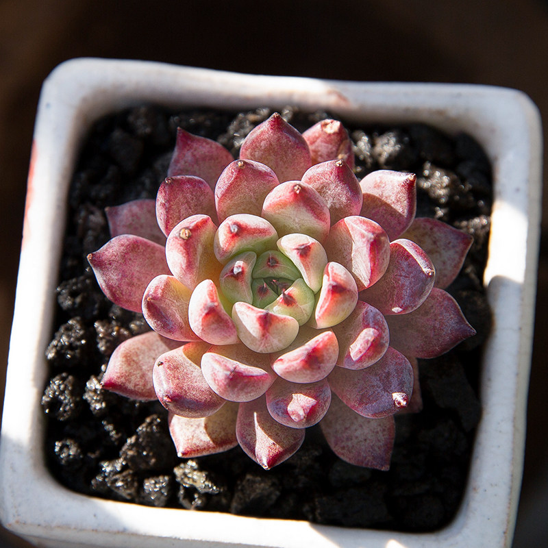 黑爪杂交新手好养多肉植物办公室内绿植多肉超萌肉肉小盆栽花陌派