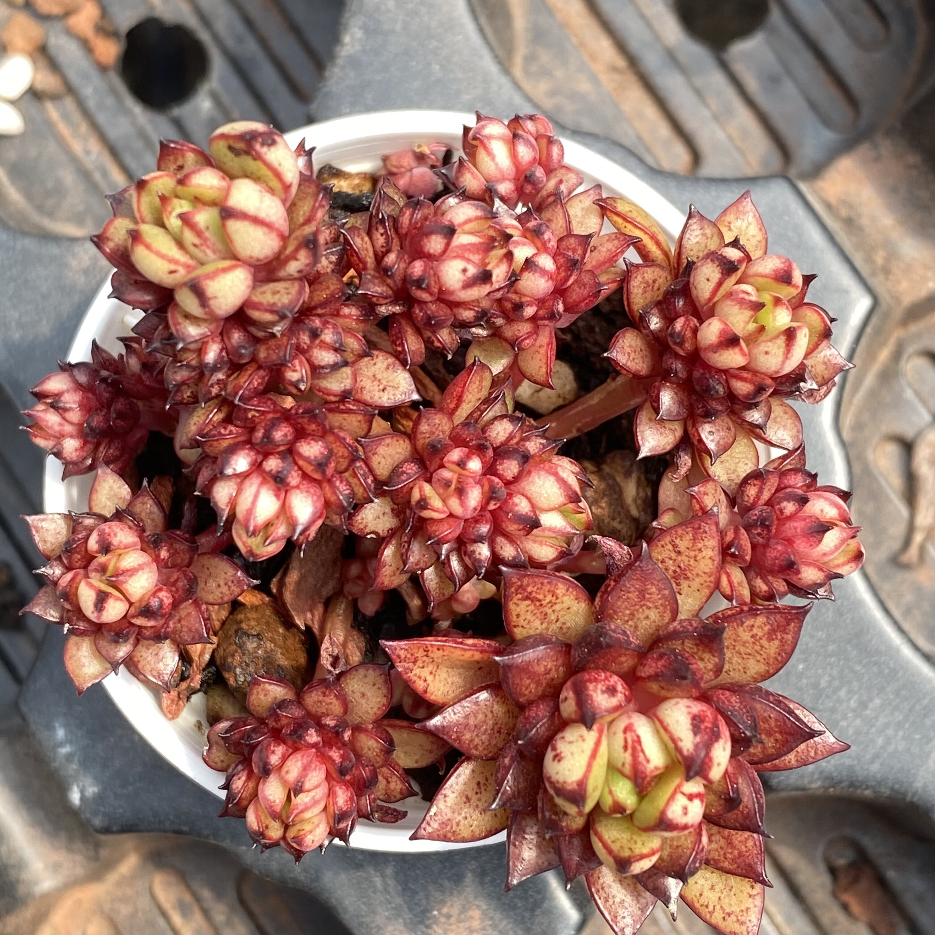 黄金雨 多肉植物灰姑娘杂交精品高端办公室阳台桌面小盆栽花陌派