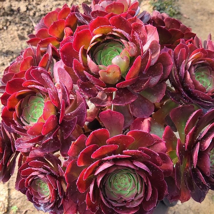 盆栽植物花卉办公室绿植办公室