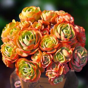 鸡蛋碧桃群生多头多肉植物绿植组合盆栽创意迷你花卉肉肉