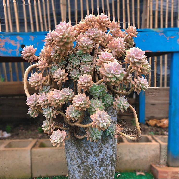 好养多肉植物幽灵公主幽灵公主