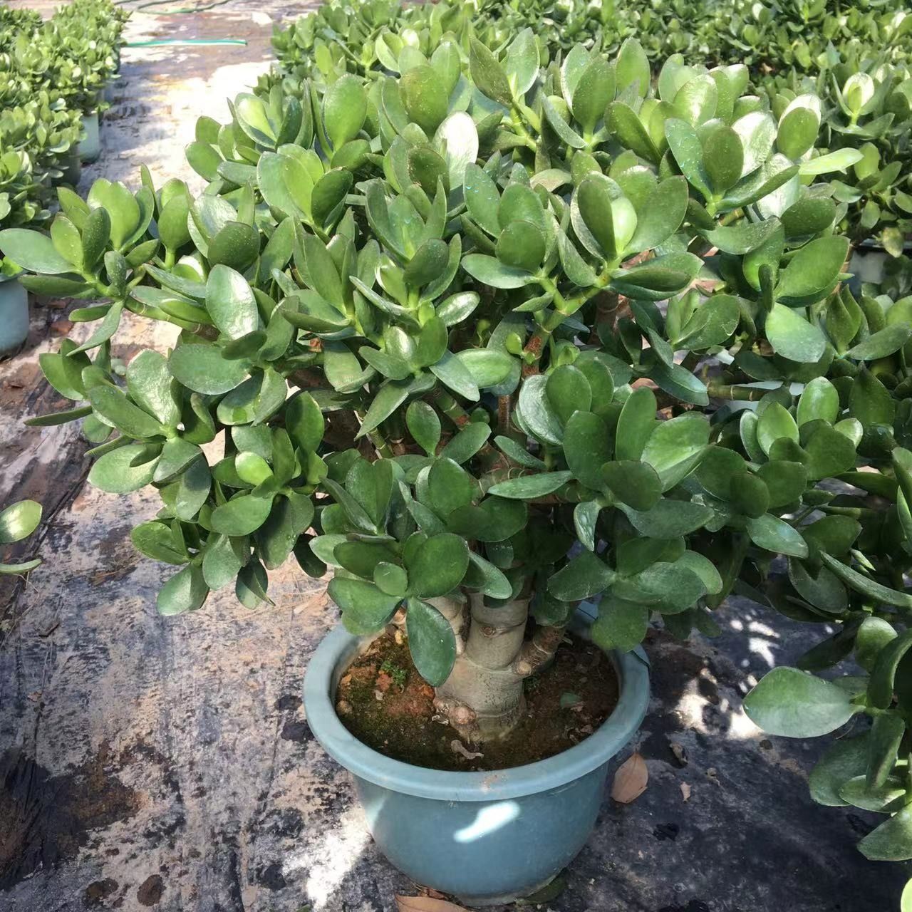 玉树盆栽老桩大株多肉植物室内四季好养绿植净化空气四季常绿包邮