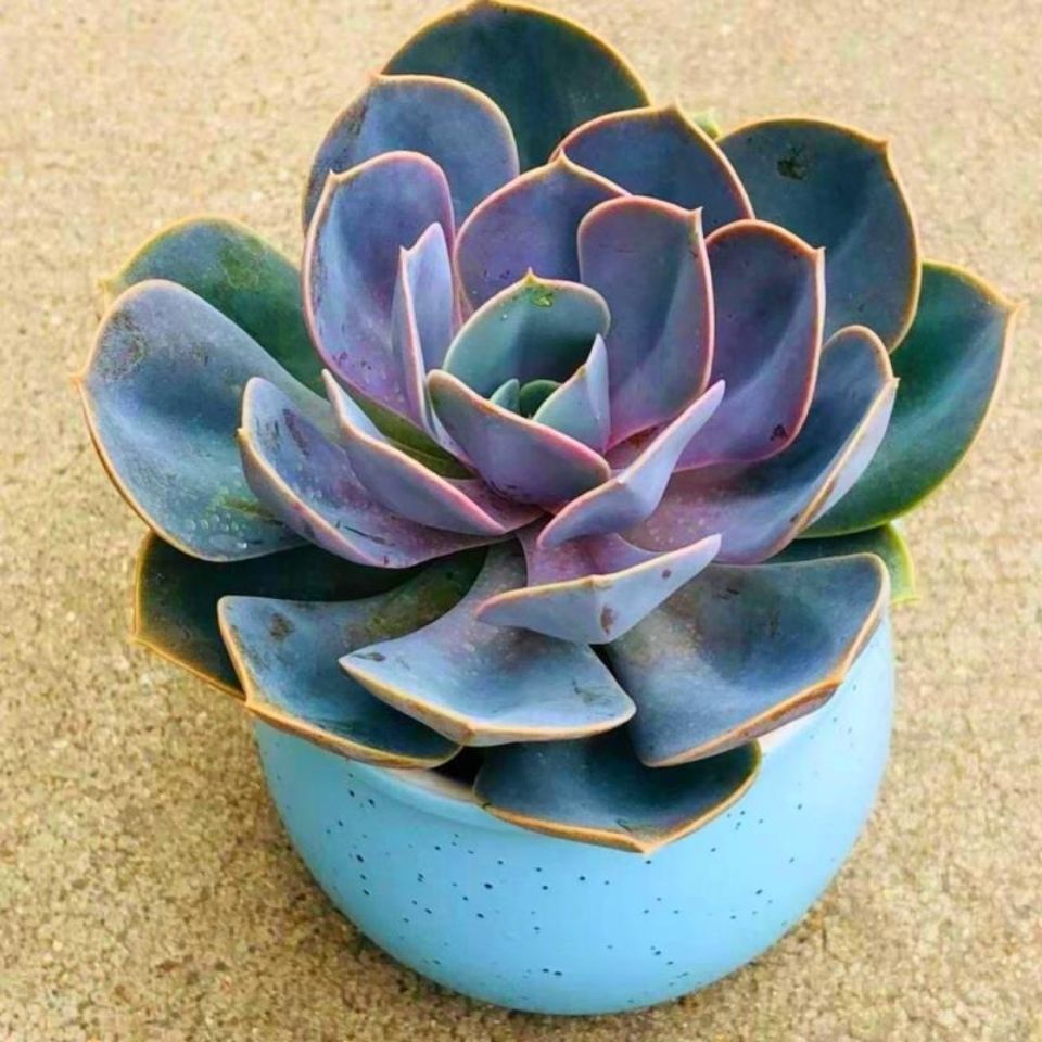 紫珍珠多肉植物花卉盆栽肉肉植物室内绿植四季易活新手好养花草