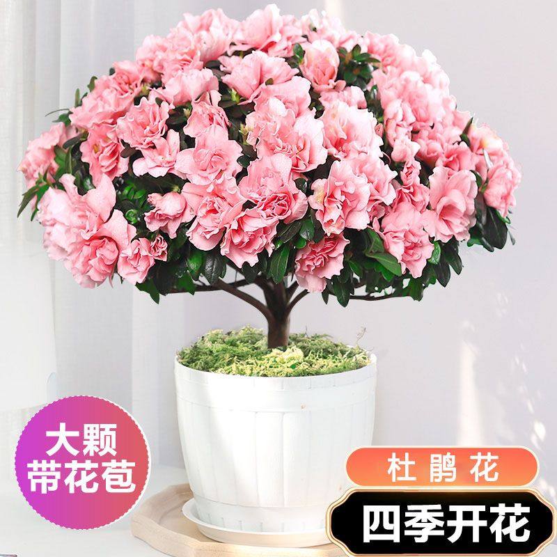 四季杜鹃花盆栽杜鹃花四季