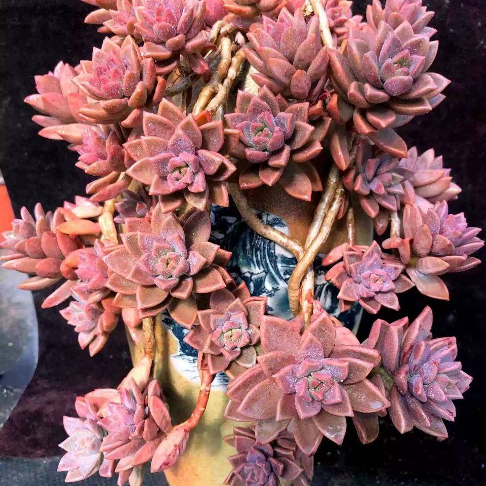 姬胧月露养多肉 老桩新手好养易度夏悬崖桩多肉植物趣味盆栽