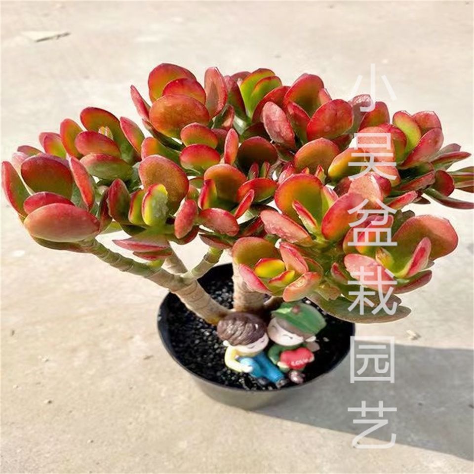 姬红花月老桩多肉植物小叶玉树盆栽好养群生多肉植物净化空气