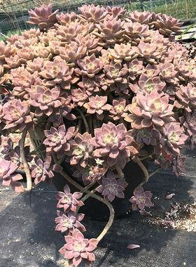 精品老桩悬崖桩阿伦培阳台室内夏季好养新手生好养稀有多肉植物